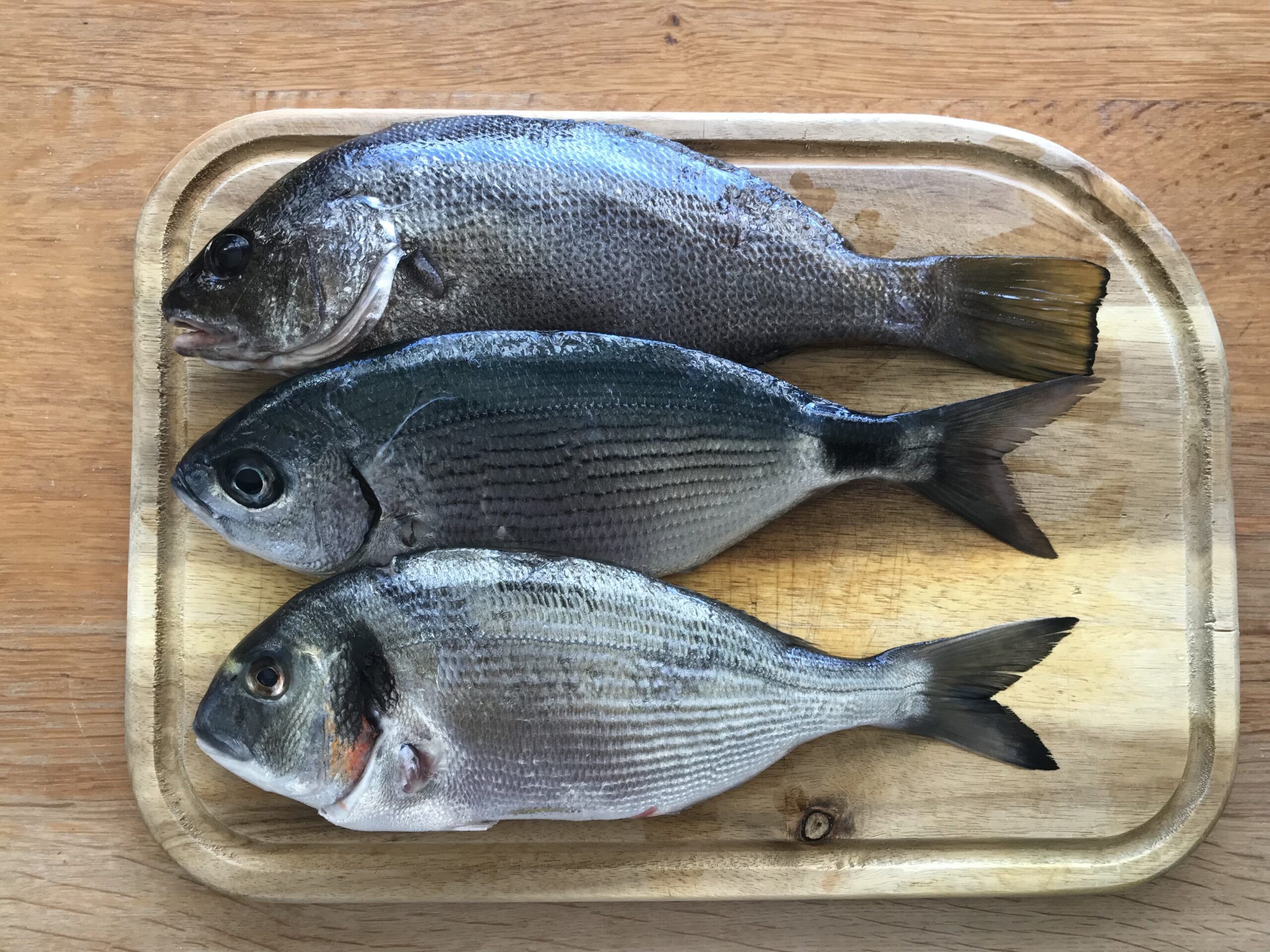 Cuisinier la pêche locale – Critères de fraîcheur d’un poisson