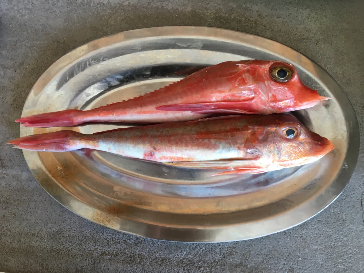 Cuisiner la pêche locale – Rougets grondins saucissonnés